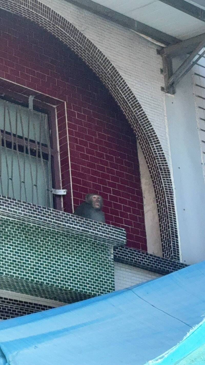 屏縣高樹市區去年也出現猴子，猴子停在住家窗台。（資料照，圖由屏東縣政府提供）
