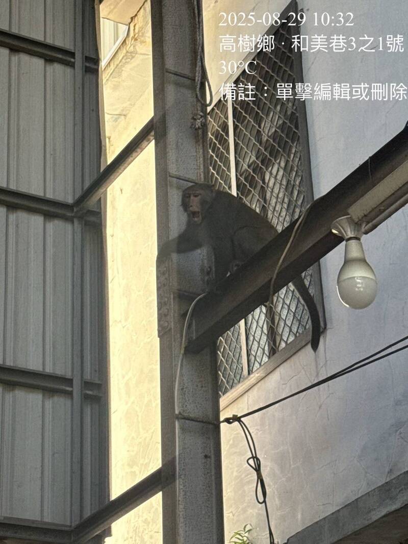 屏縣高樹市區去年也出現猴子，在建物鋼樑爬來爬去。（資料照，圖由屏東縣政府提供）