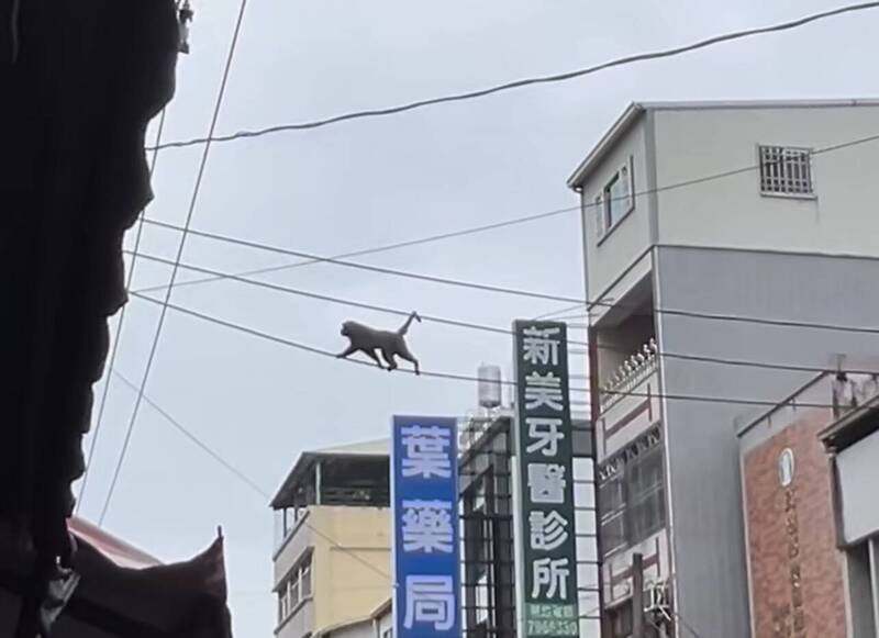 台電巡線員?屏東高樹鬧區猴子爬電線影片曝 民眾好怕牠被電