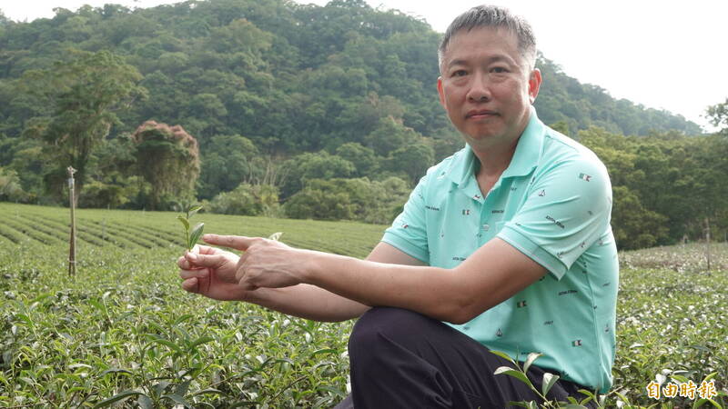 新北春茶上市首推茶香健走 茶王鄭永順捐收益回饋茶鄉
