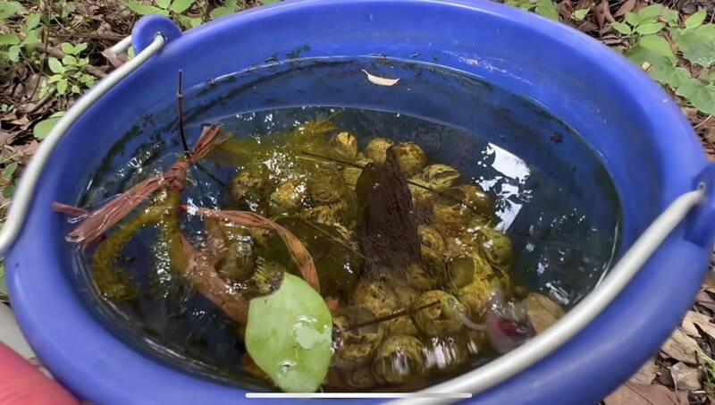 鳳螺殼別急著丟! 民團設生態陷阱有效防治蚊蟲