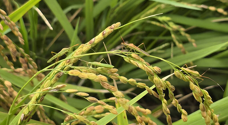 台東場研發白殭菌菌株寄生害蟲 助攻有機稻米減斑點
