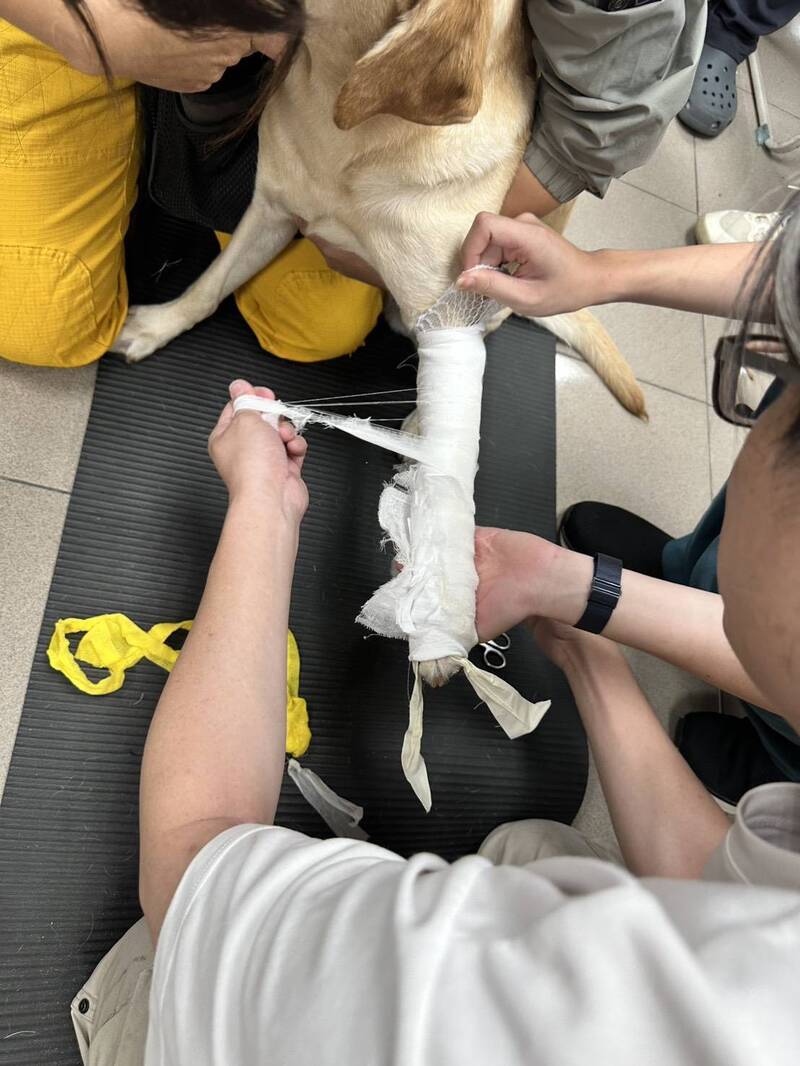 搶救「毛英雄」台南消防局強化搜救犬急救處置能力