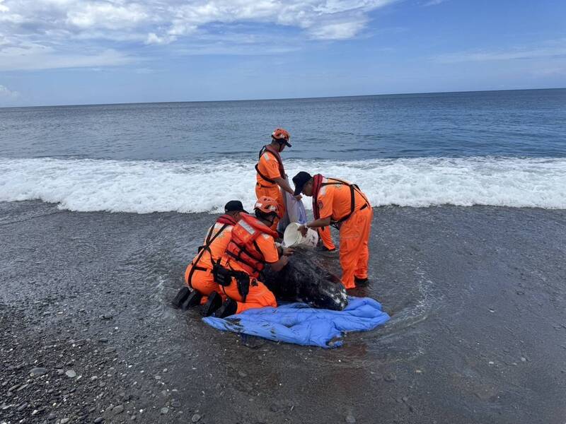 台灣東部海岸連2天傳海豚擱淺 今天是年老花紋海豚