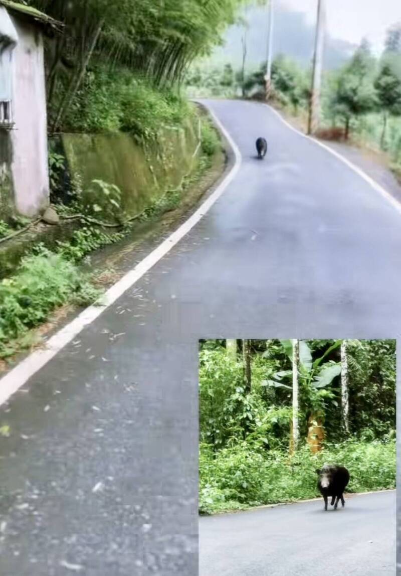 南投鹿谷大山豬狂追單車騎士 英雄出手相救「猛獸變萌寵」