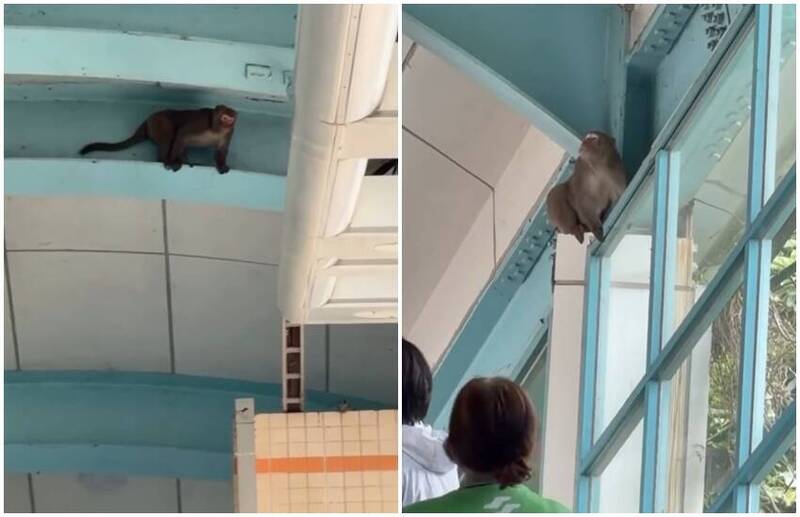 動物園跑出來？ 捷運站內目擊猴子上竄下跳！