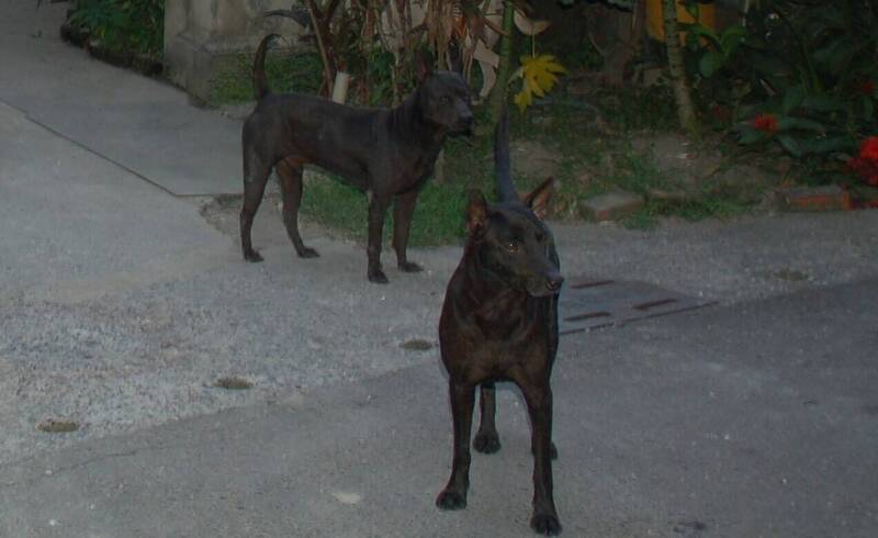 惡霸犬未栓衝入人行道攻擊遛狗民眾 飼主判刑6個月