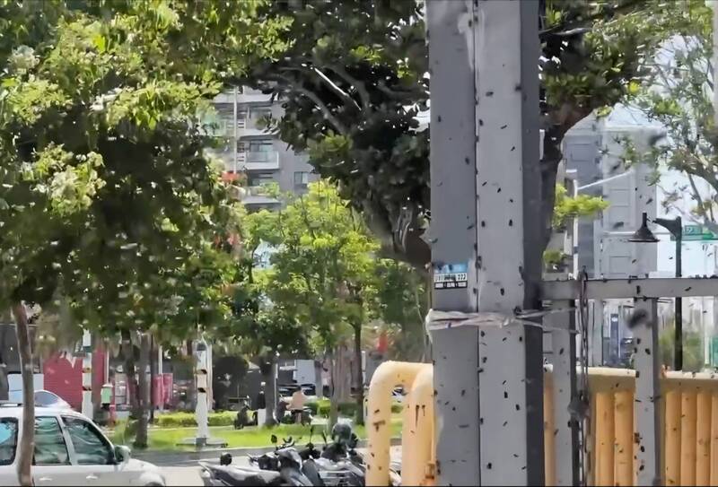 「蜂湧」狂吸金！ 數萬蜜蜂大軍半分鐘突襲車行 助業者成交