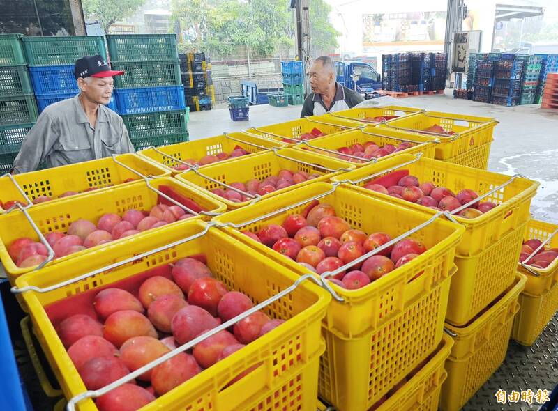 「盛夏紅寶石」上市了！南化農會運銷首日 到貨近3年最高