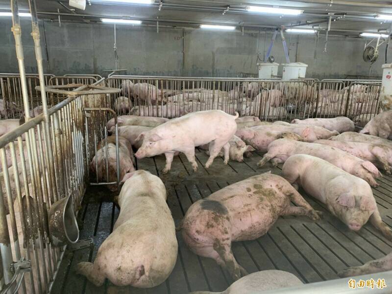 監院糾正養豬場廢棄物處理  台糖：3具體措施改善