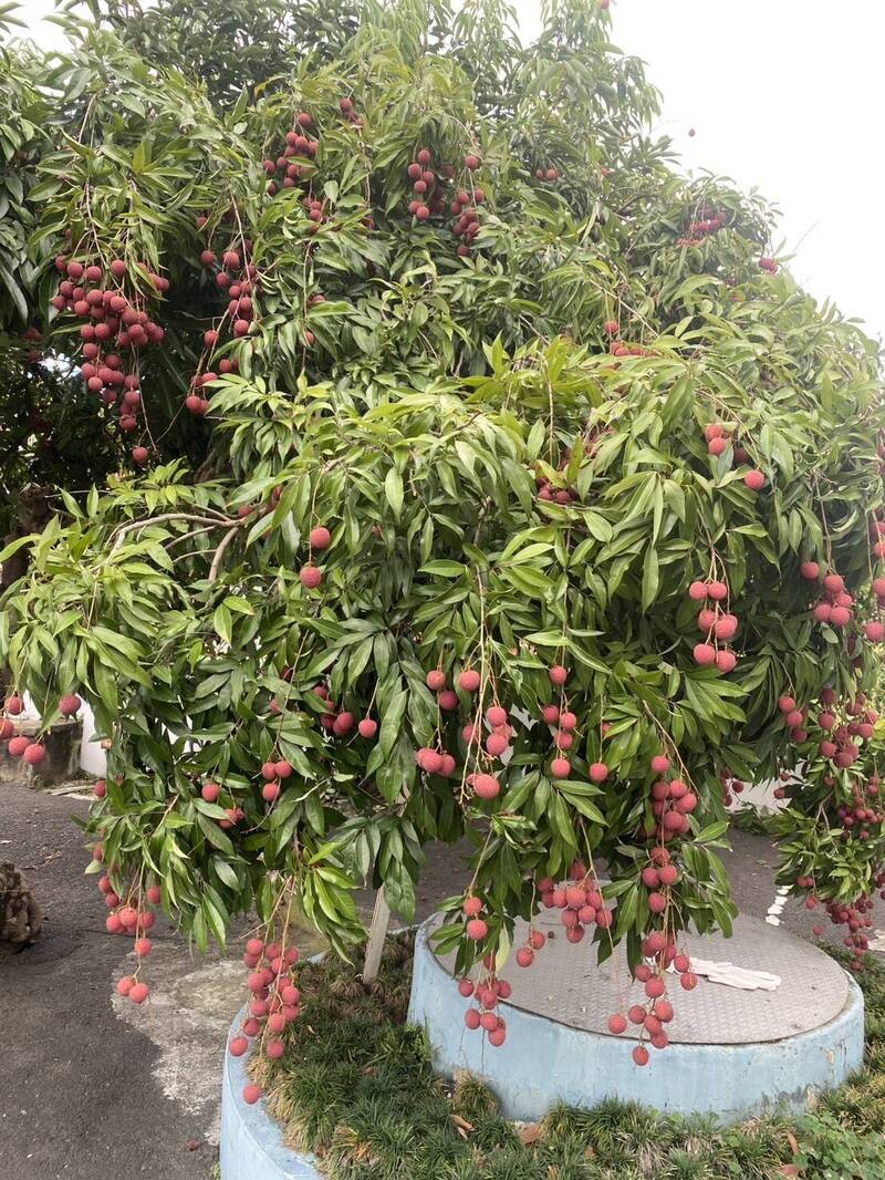 彰化芬園派出所80年荔枝大豐收 分送鄉親大快朵頤