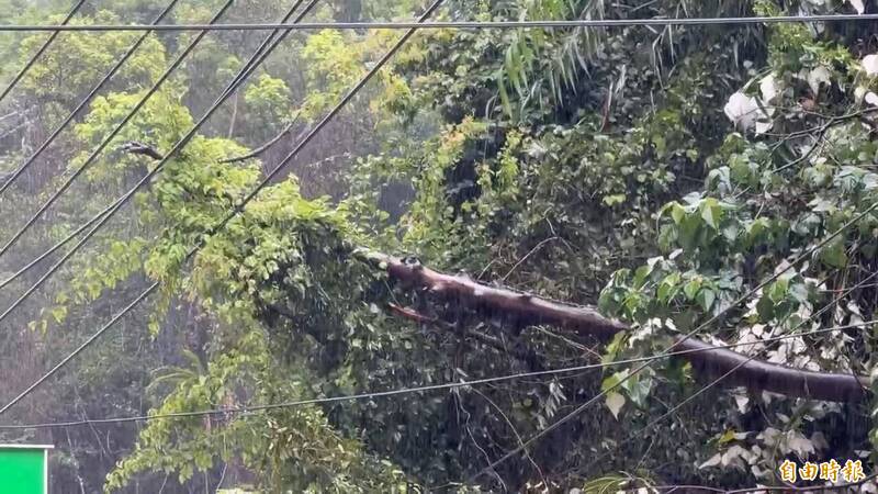 基隆中和路170號附近山坡樹木傾倒壓在高壓電纜線上。（記者盧賢秀攝）