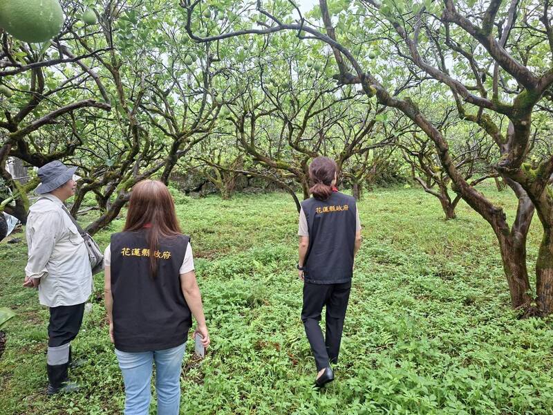 極端氣候影響花蓮文旦著果 農民盼爭取天災救助