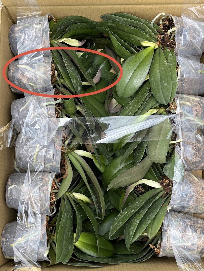 花創中心完成國內首例蝴蝶蘭種苗碳盤查 將技轉到民間應用