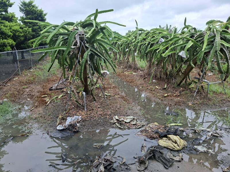 豪雨灌爆彰化！冠軍火龍果園泡水 農民嘆：百萬訂單恐蒸發