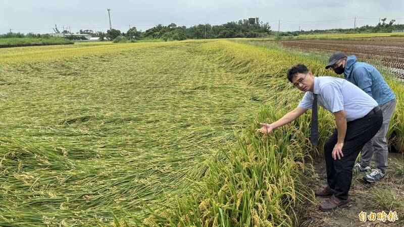間歇大雨 台南後壁稻米出現倒伏約1成