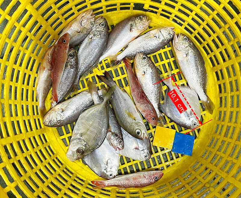 《TAIPEI TIMES》 Greenpeace warns about overfishing