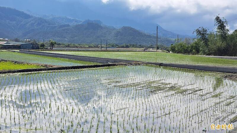稻田長時間湛水加速排放溫室氣體 間歇灌溉可減碳又增產