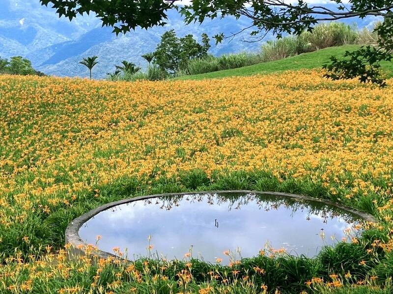 六十石山今年雨量充沛,花況將比往年盛大。(圖由富里鄉公所提供) 六十石山今年雨量充沛,花況將比往年盛大。(圖由富里鄉公所提供)