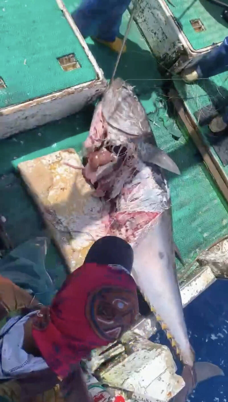 黑鮪魚上鉤慘遭「可愛劫匪」截胡 最昂貴魚肚全被啃光
