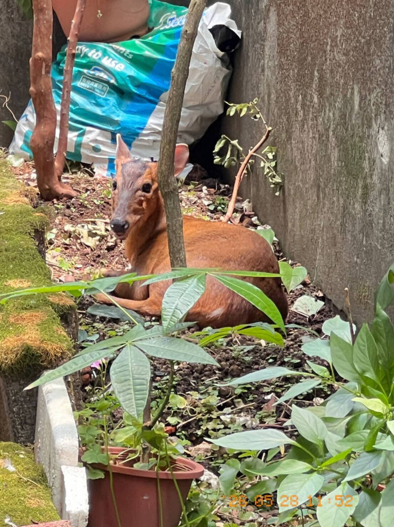 今年24隻山羌誤闖市區！士林內湖成熱區 動保處：3成受驚猝死