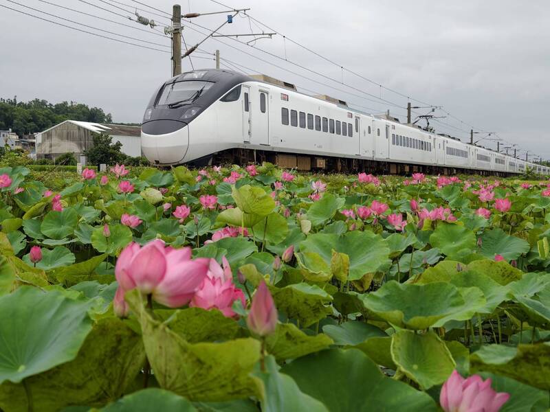 鐵道迷、攝影愛好者衝了!通霄鐵道荷花田迎黃金巔峰期