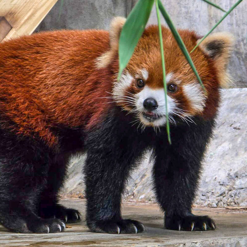 又有小貓熊交流! 台北動物園「奇奇」飛往星國