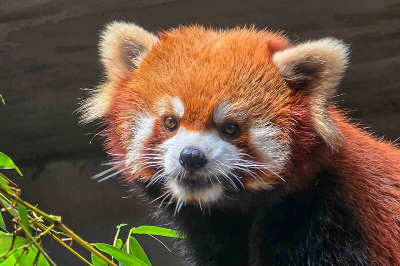 台北動物園小貓熊「奇奇」前往新加坡動物園。（圖由台北動物園提供）