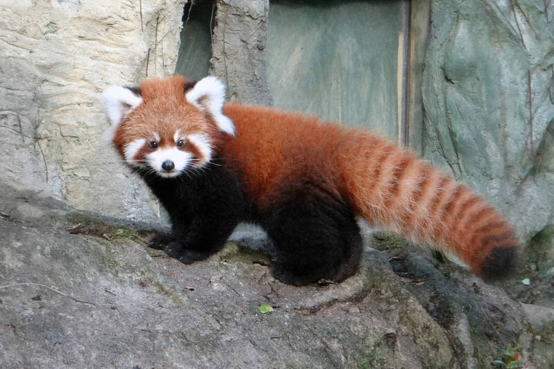 台北動物園小貓熊「奇奇」前往新加坡動物園。（圖由台北動物園提供）