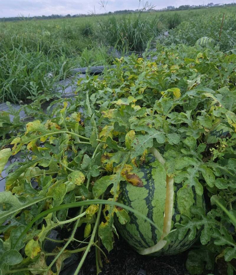 豪雨毀農作 屏縣農損已近300萬元 西瓜最嚴重