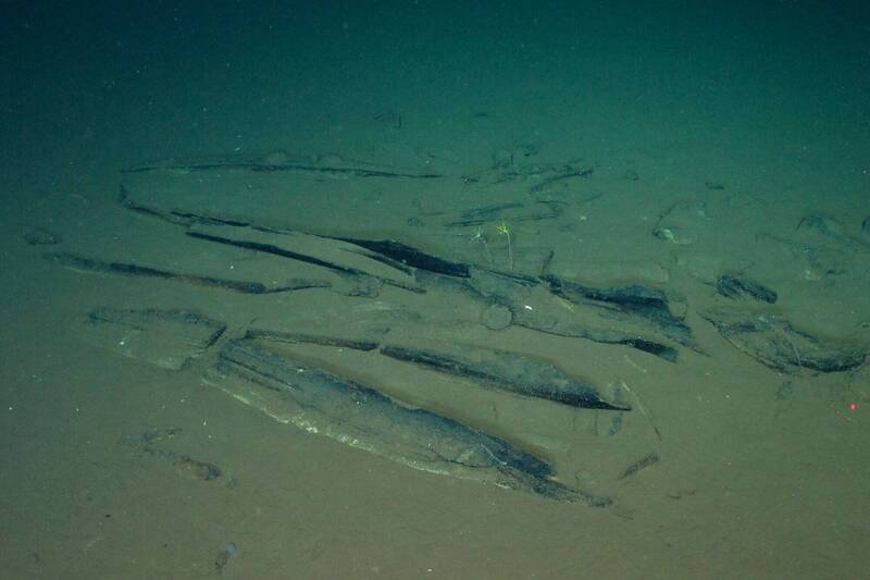 印度洋驚見全球最大鯨魚墳場 未知滅絕鯨、530萬年前化石現蹤
