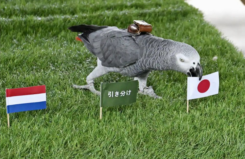 狂!栃木動物園「神算灰鸚鵡」預測世界盃 日本小組賽3連勝