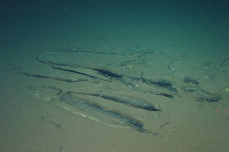 印度洋深海發現530萬年「鯨魚墓地」 範圍長達1200公里