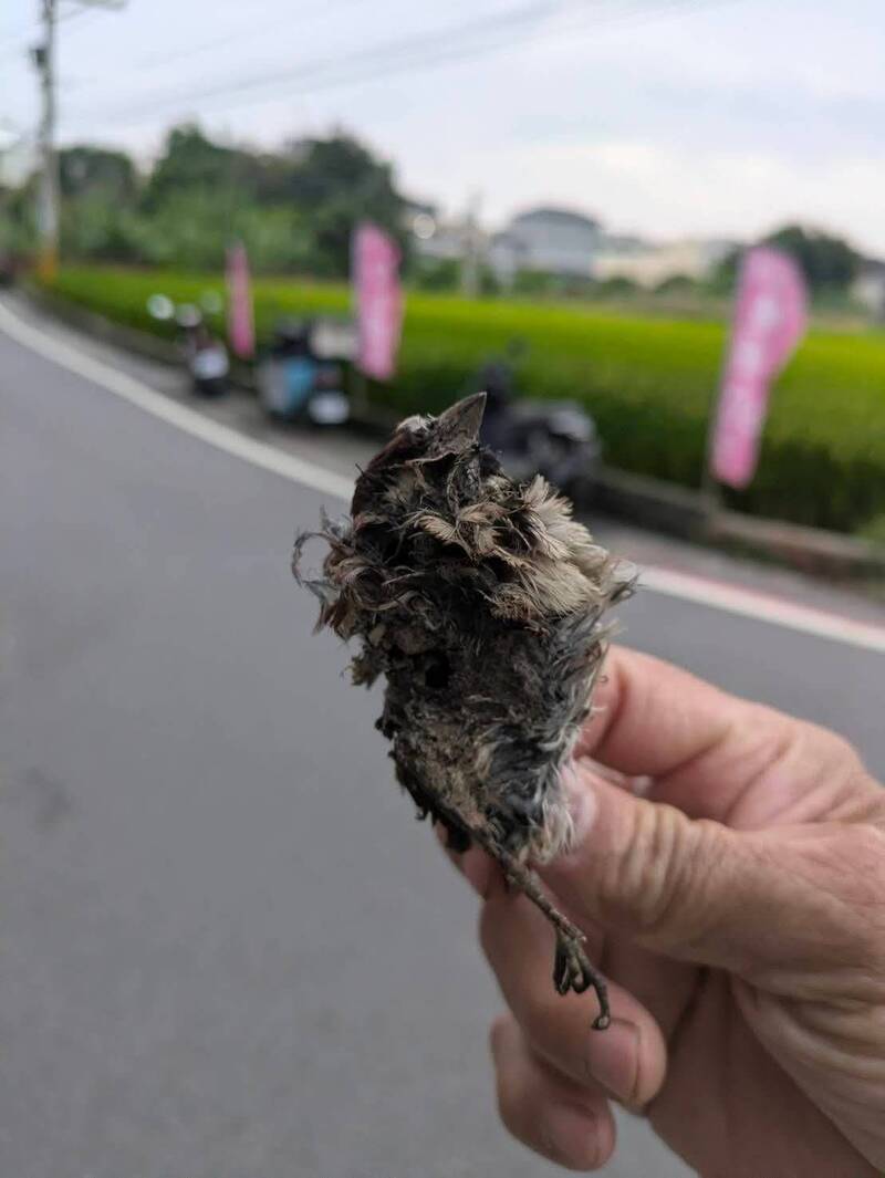 熱翻了! 彰化市區昨晚傳3871戶跳電 凶手是「牠」