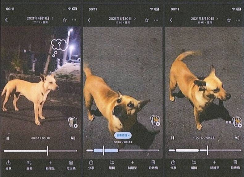 社區浪犬「阿黃」停車場不明死亡 嘉市府追查發現意外死亡