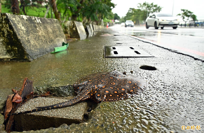 獨家圖輯》「罕見」!豪雨過後大量「魟魚」 被沖到路面蠕動掙扎求生