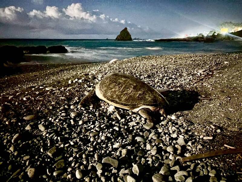 生態隱憂!蘭嶼家犬「勾結」流浪狗 咬傷產卵母海龜、掘窩吃蛋