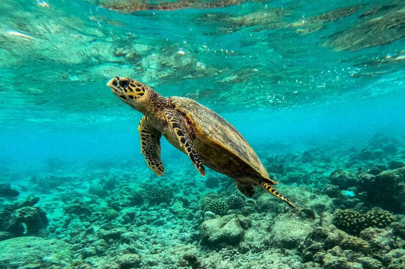隱密水下特務? 中國警告:外國間諜給海龜和魚類安裝感測器
