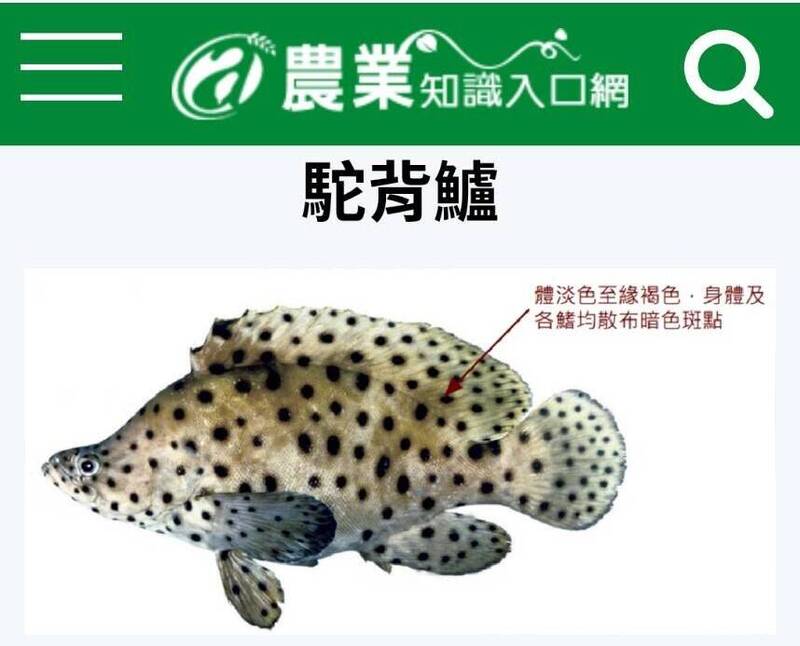 老鼠斑正式名稱為「駝背鱸」。（取自農業部農業知識入口網）