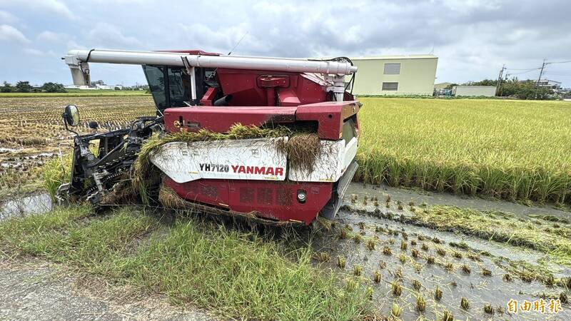 跟梅雨賽跑! 稻農:搶到割稻機像中獎