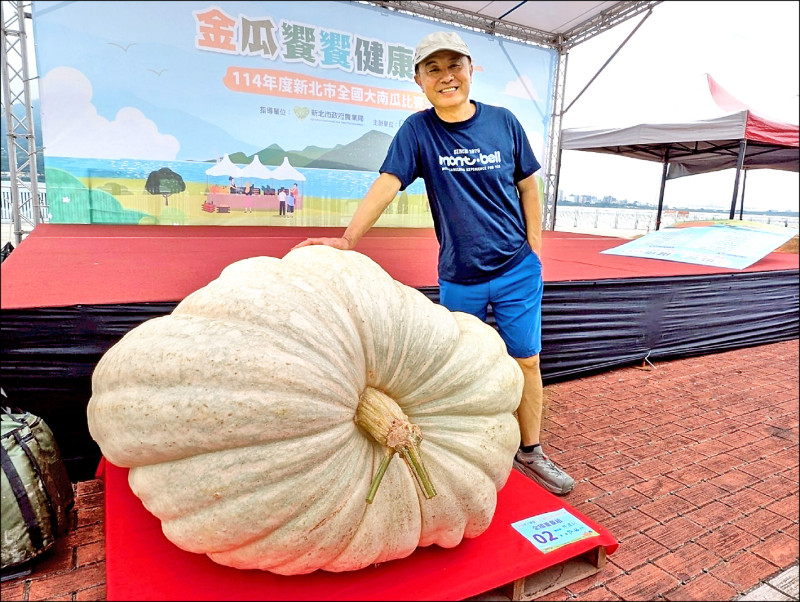 今、明兩天淡水金色水岸舉辦全國大南瓜比賽。圖為去年冠軍大南瓜，重達732台斤。 （新北市農業局提供）