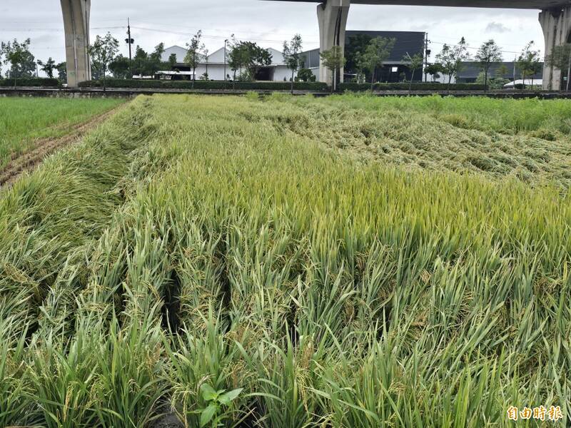 西南氣流豪雨 屏東農損增至741萬