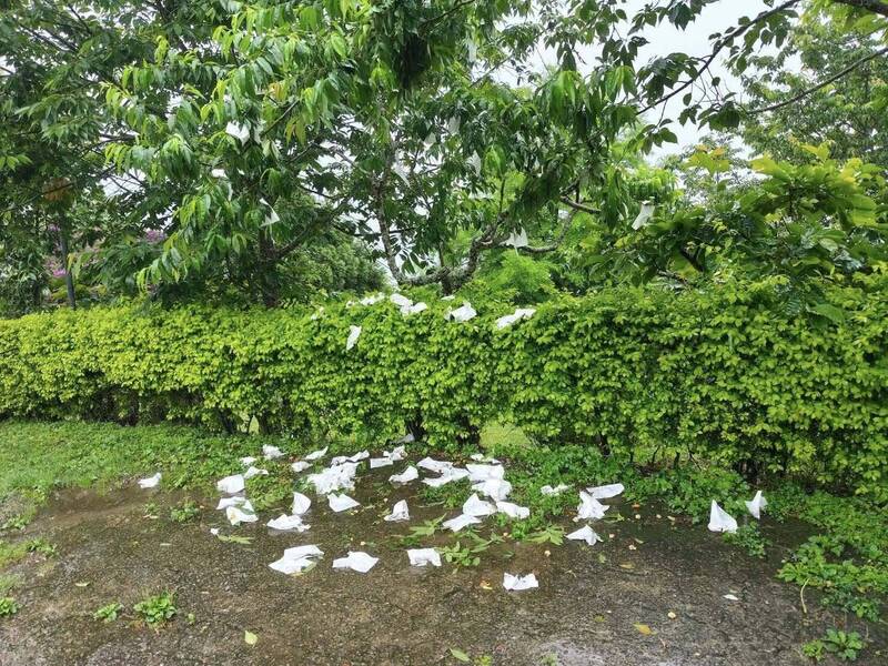 猴群肆虐!甜桃、水蜜桃減產 竹縣推防治補助7/31前受理