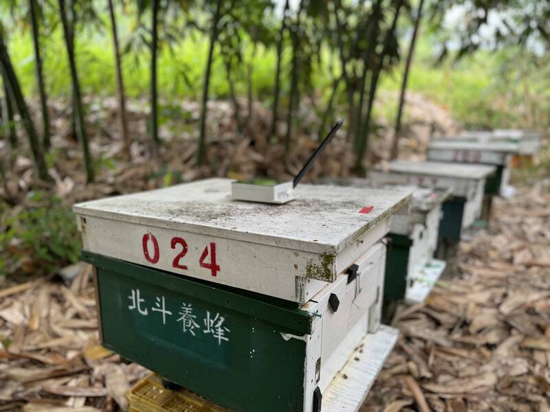 手機就是「數位蜂農」!嘉縣推動智慧蜂箱 蜂蜜質量俱佳