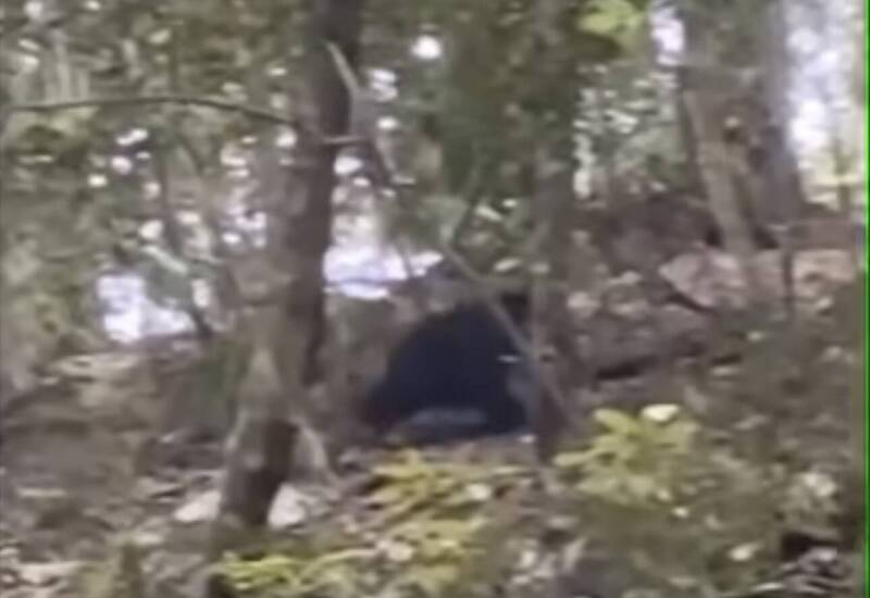 用路人注意! 中橫便道志樂溪附近有熊出沒