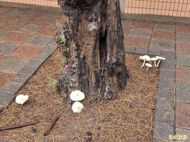 澎湖雨彈開花! 路邊野菇蔓生成奇景