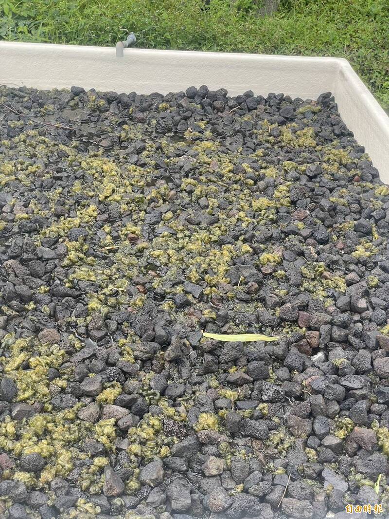 豪雨突襲「情人的眼淚」!屏東有機雨來菇泡發揉碎 災情慘重急搶收