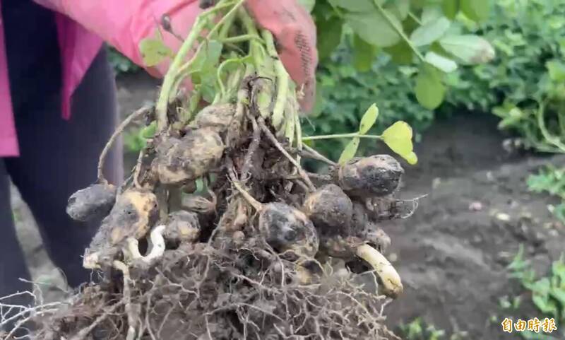 採收期遇雨劫!雲林花生發芽腐爛 農民苦嘆「今年慘了」
