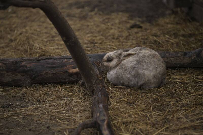 10兔子慘死!烏克蘭動物園遭俄無人機亂炸 大象受驚現壓力反應