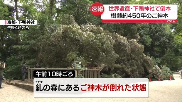 疑根部空洞、失衡! 日本京都下鴨神社神木倒塌